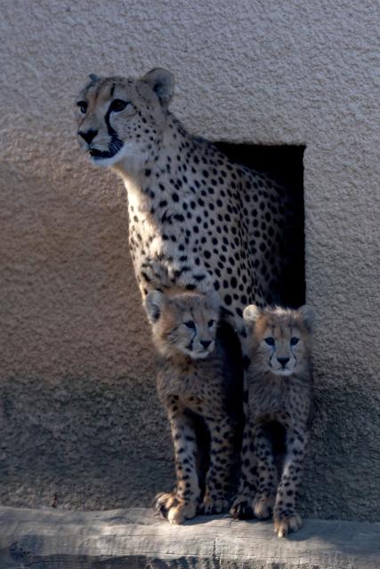 This photograph shows a mother cheetah and her cubs emerging from their den at the Safari de Peaugres Zoo near Peaugres, southeastern France, on August 19, 2026. (Photo by Alex MARTIN / AFP)