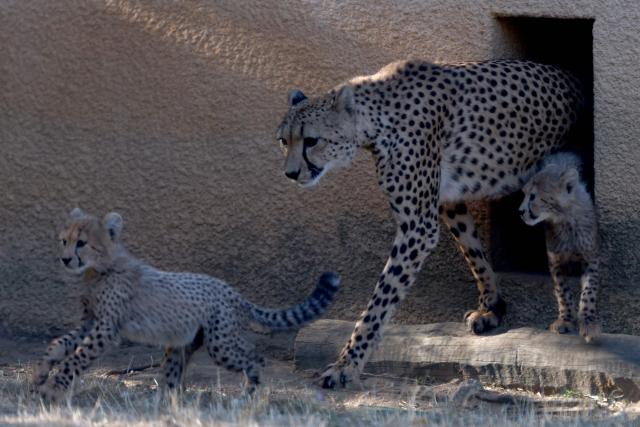 This photograph shows a mother cheetah and her cubs emerging from their den at the Safari de Peaugres Zoo near Peaugres, southeastern France, on August 19, 2026. (Photo by Alex MARTIN / AFP)