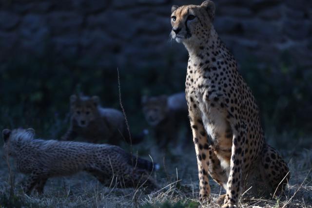 This photograph shows a mother cheetah looking on as her cubs play in their enclosure at the Safari de Peaugres Zoo near Peaugres, southeastern France, on August 19, 2026. (Photo by Alex MARTIN / AFP)