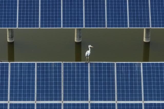 A bird perches on a solar panel at the Jingneng Helan 30-megawatt photovoltaic power station in Yinchuan, in northwestern China's Ningxia Hui Autonomous Region on August 20, 2026. (Photo by CN-STR / AFP) / China OUT