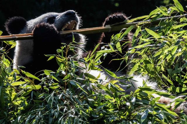 One of the Panda twins at the Zoological Garden (Berlin's zoo) bites into a bamboo trunk as Berlin's Panda twins celebrated their second birthday. (Photo by John MACDOUGALL / AFP)