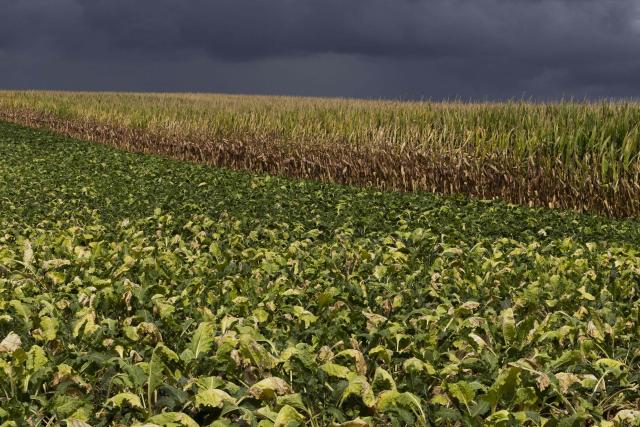 This photograph shows crops in a field in Zwalm on August 21, 2026. (Photo by NICOLAS MAETERLINCK / Belga / AFP) / Belgium OUT