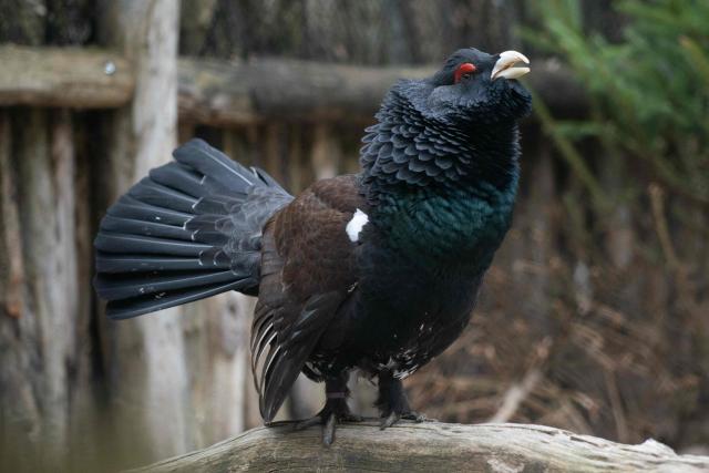 This photograph shows a male Western Capercaillie (Tetrao urogallus), also known as wood grouse, a gallinaceous bird in captivity at the Sainte-Croix animal park in Rhodes, eastern France, on April 18, 2023. (Photo by Martin LELIEVRE / AFP)