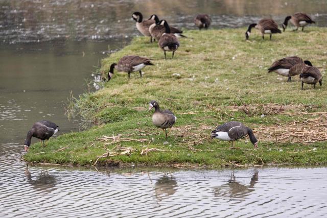 Waterfowl gather on a small island in a pond at a hunting site in Saint-Aybert, northern France on August 21, 2026. "A passionate activity" and legal for some, "slaughter" for others: in the Harchies marshes, a Belgian protected natural area, bird conservation organisations are denouncing the opening of the hunting season, authorised for decades just a few kilometres away, on the French side. "Birds have no borders," proclaim several placards carried by a procession of around 700 people that set off at dusk on August 21, 2026 in Bernissart, Belgium, at the call of nine organizations. (Photo by Sameer Al-DOUMY / AFP)