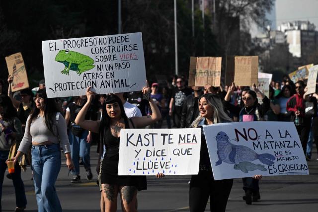 Demonstrators take part in a national march against environmental setbacks and for animals in Santiago on August 22, 2026, rejecting the government's environmental mega-reform and calling for the protection of ecosystems, Patagonia and native wildlife. (Photo by RODRIGO ARANGUA / AFP)
