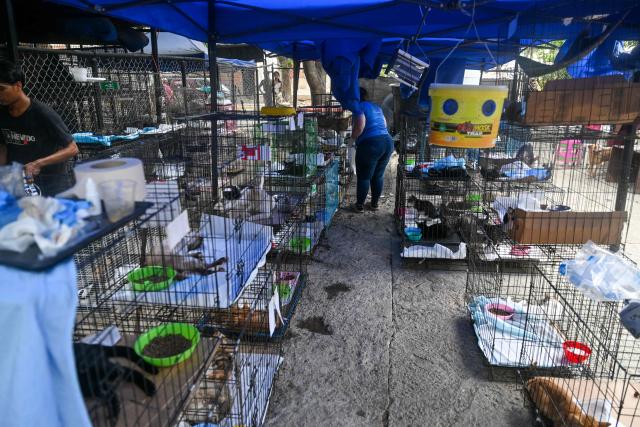 Animals rescued from destroyed buildings after the 7.2 and 7.5 earthquakes remain in the Mision Nevado temporary shelter in La Guaira, Venezuela on August 22, 2026. Venezuela was struck by two 7.2 and 7.5 earthquakes on June 24, 2026, which have left at least 6,438 people dead. Nearly two months later, pets rescued from the rubble after the twin earthquakes remain in temporary shelters, waiting to be reunited with their former owners or their new adoptive families. (Photo by Juan BARRETO / AFP)