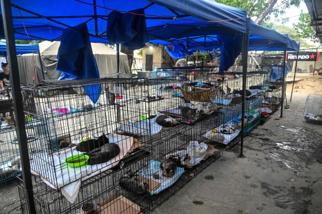 Animals rescued from destroyed buildings after the 7.2 and 7.5 earthquakes remain in the Mision Nevado temporary shelter in La Guaira, Venezuela on August 22, 2026. Venezuela was struck by two 7.2 and 7.5 earthquakes on June 24, 2026, which have left at least 6,438 people dead. Nearly two months later, pets rescued from the rubble after the twin earthquakes remain in temporary shelters, waiting to be reunited with their former owners or their new adoptive families. (Photo by Juan BARRETO / AFP)