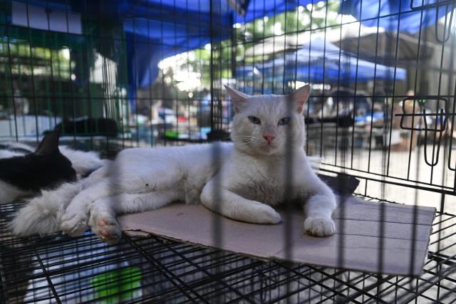 A cat rescued from destroyed buildings after the 7.2 and 7.5 earthquakes remains in the Mision Nevado temporary shelter in La Guaira, Venezuela on August 22, 2026. Venezuela was struck by two 7.2 and 7.5 earthquakes on June 24, 2026, which have left at least 6,438 people dead. Nearly two months later, pets rescued from the rubble after the twin earthquakes remain in temporary shelters, waiting to be reunited with their former owners or their new adoptive families. (Photo by Juan BARRETO / AFP)