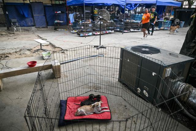 Dogs rescued from destroyed buildings after the 7.2 and 7.5 earthquakes remain in the Mision Nevado temporary shelter in La Guaira, Venezuela on August 22, 2026. Venezuela was struck by two 7.2 and 7.5 earthquakes on June 24, 2026, which have left at least 6,438 people dead. Nearly two months later, pets rescued from the rubble after the twin earthquakes remain in temporary shelters, waiting to be reunited with their former owners or their new adoptive families. (Photo by Juan BARRETO / AFP)