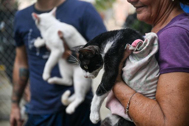 People carry cats rescued from destroyed buildings after the 7.2 and 7.5 earthquakes in the Mision Nevado temporary shelter in La Guaira, Venezuela on August 22, 2026. Venezuela was struck by two 7.2 and 7.5 earthquakes on June 24, 2026, which have left at least 6,438 people dead. Nearly two months later, pets rescued from the rubble after the twin earthquakes remain in temporary shelters, waiting to be reunited with their former owners or their new adoptive families. (Photo by Juan BARRETO / AFP)