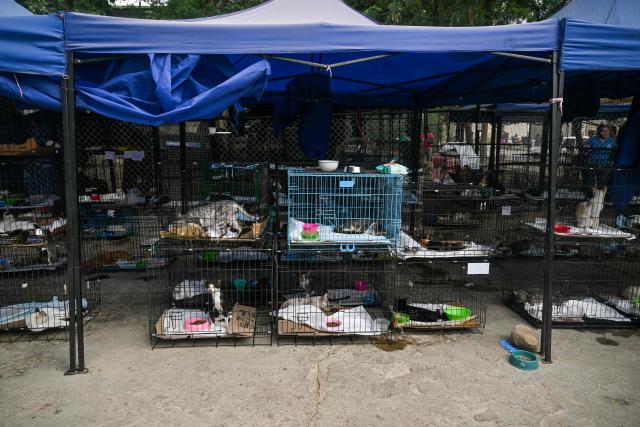 Animals rescued from destroyed buildings after the 7.2 and 7.5 earthquakes remain in the Mision Nevado temporary shelter in La Guaira, Venezuela on August 22, 2026. Venezuela was struck by two 7.2 and 7.5 earthquakes on June 24, 2026, which have left at least 6,438 people dead. Nearly two months later, pets rescued from the rubble after the twin earthquakes remain in temporary shelters, waiting to be reunited with their former owners or their new adoptive families. (Photo by Juan BARRETO / AFP)