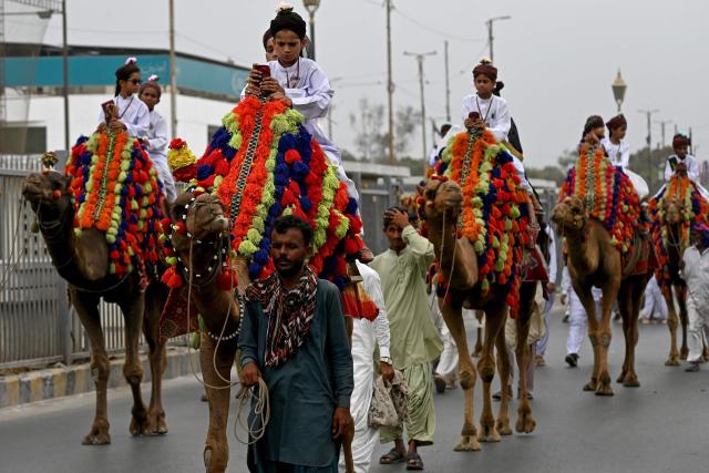 Sunni Muslim students from an Islamic seminary ride camels during a rally ahead of Eid-e-Milad-un-Nabi, which commemorates the birth anniversary of Prophet Muhammad, in Karachi on August 23, 2026. (Photo by Rizwan TABASSUM / AFP)
