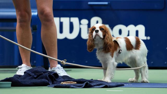 World number One Aryna Sabalenka practices while her dog Ash looks on during Arthur Ashe Kids' Day on August 23, 2026 as part of US Open Fan Week events at the USTA Billie Jean King National Tennis Center in New York. (Photo by TIMOTHY A. CLARY / AFP)
