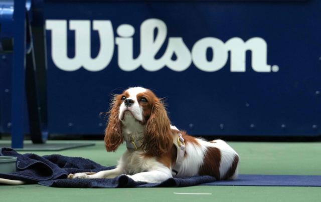 World number One Aryna Sabalenka practices while her dog Ash looks on during Arthur Ashe Kids' Day on August 23, 2026 as part of US Open Fan Week events at the USTA Billie Jean King National Tennis Center in New York. (Photo by TIMOTHY A. CLARY / AFP)