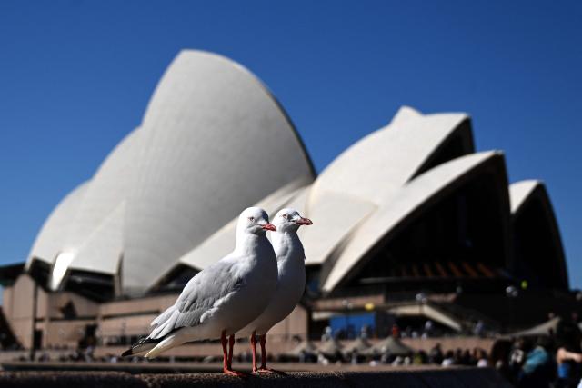 Seagulls wait for scraps of food from tourists in front of the Sydney Opera House in Sydney on August 24, 2026. (Photo by Saeed KHAN / AFP)