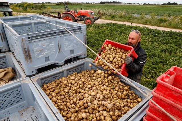 (FILES) A French farmer collect "Bonnotte" potatoes during hand-harvest in a field in Noirmoutier-en-l'Ile on the French western island of Noirmoutier, on May 7, 2021. Hard hit by the drought that has been plaguing France for several months during the 2026 summer, potato growers expect a 23% drop in their harvest year-on-year, with losses of at least 400 million euros, they announced on August 24, 2026. (Photo by Ludovic MARIN / AFP)