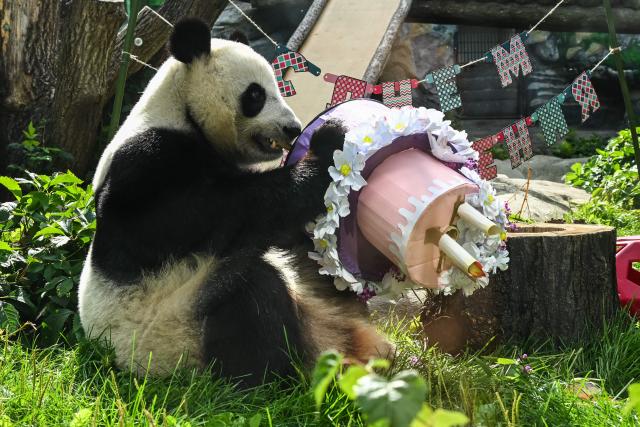 Russia's first ever locally born giant panda Katyusha tastes birthday treats inside its enclosure during its third birthday celebrations at the Moscow Zoo in Moscow on August 24, 2026. (Photo by Igor IVANKO / AFP)