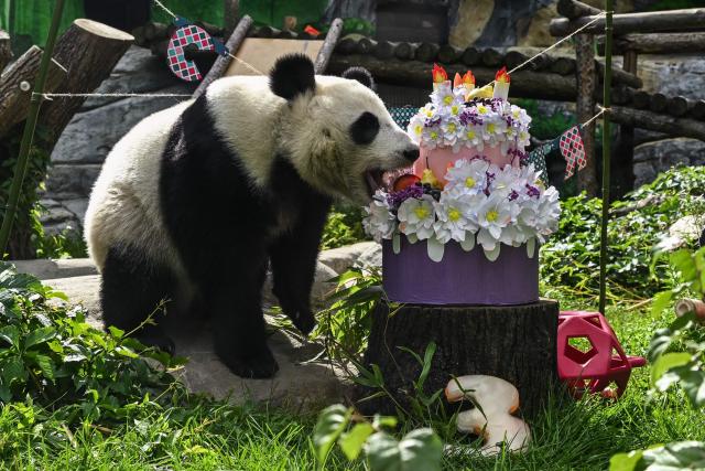 Russia's first ever locally born giant panda Katyusha tastes birthday treats inside its enclosure during its third birthday celebrations at the Moscow Zoo in Moscow on August 24, 2026. (Photo by Igor IVANKO / AFP)