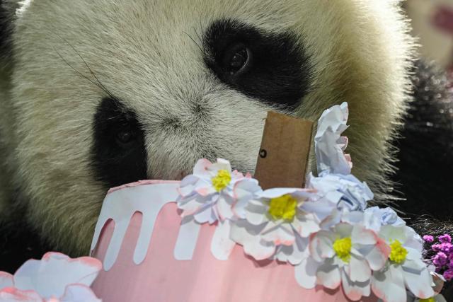 Russia's first ever locally born giant panda Katyusha tastes birthday treats inside its enclosure during its third birthday celebrations at the Moscow Zoo in Moscow on August 24, 2026. (Photo by Igor IVANKO / AFP)