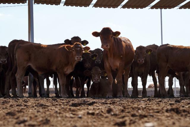 Cattle destined for export to the United States stand in a pen at the Terrasol Integrated Livestock Center outside Hermosillo, Sonora state, Mexico, on August 24, 2026. Mexican cattle exports to the United States resumed on August 24 for the first time in more than a year following a suspension linked to the spread of the New World screwworm. (Photo by SANTIAGO FONTES / AFP)