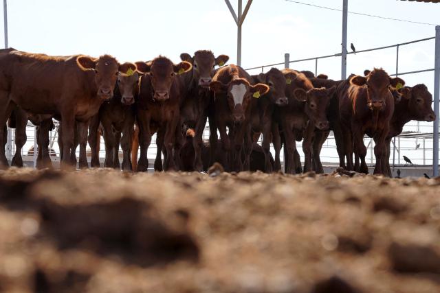 Cattle destined for export to the United States stand in a pen at the Terrasol Integrated Livestock Center outside Hermosillo, Sonora state, Mexico, on August 24, 2026. Mexican cattle exports to the United States resumed on August 24 for the first time in more than a year following a suspension linked to the spread of the New World screwworm. (Photo by SANTIAGO FONTES / AFP)