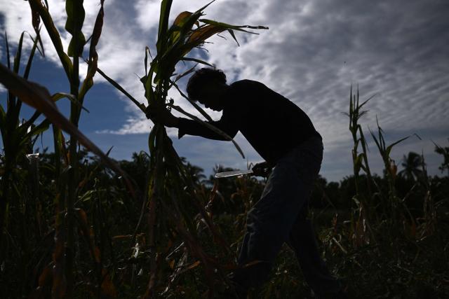 A farmer cuts a drought-damaged corn crop in Tecoluca, San Vicente department, El Salvador, on August 26, 2026. The failed harvest will be used as livestock feed, while the lack of rainfall, associated with the El Nino phenomenon, has caused economic losses for many farmers. El Salvador declared a red alert for meteorological and agricultural drought nationwide on August 25, 2026drough. (Photo by Marvin RECINOS / AFP)