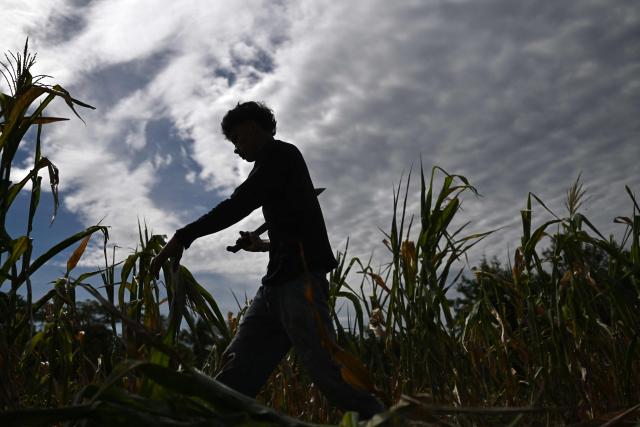 A farmer cuts a drought-damaged corn crop in Tecoluca, San Vicente department, El Salvador, on August 26, 2026. The failed harvest will be used as livestock feed, while the lack of rainfall, associated with the El Nino phenomenon, has caused economic losses for many farmers. El Salvador declared a red alert for meteorological and agricultural drought nationwide on August 25, 2026drough. (Photo by Marvin RECINOS / AFP)