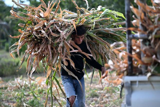 A farmer loads dried leaves and other crop residue from a completely drought-damaged cornfield onto a truck in Tecoluca, San Vicente department, El Salvador, on August 26, 2026. The failed harvest will be used as livestock feed, while the lack of rainfall, associated with the El Nino phenomenon, has caused economic losses for many farmers. El Salvador declared a red alert for meteorological and agricultural drought nationwide on August 25, 2026drough. (Photo by Marvin RECINOS / AFP)