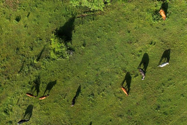 Cows search for food in a pasture in Tecoluca, San Vicente department, El Salvador, on August 26, 2026. The lack of rainfall has reduced the availability of grass and other forage for livestock, forcing farmers to cope with feed shortages and economic losses. The drought, associated with the El Nino phenomenon, prompted El Salvador to declare a red alert for meteorological and agricultural drought nationwide on August 25, 2026. (Photo by Marvin RECINOS / AFP)