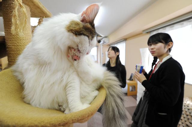(FILES) Japanese youths look at cats at a 'cat cafe' in Tokyo on February 23, 2012. Japan plans to probe popular animal cafes, where visitors can interact with anything from cats to capybaras, following concerns about hygiene and the creatures' welfare, authorities said on August 27, 2026. (Photo by TORU YAMANAKA / AFP)