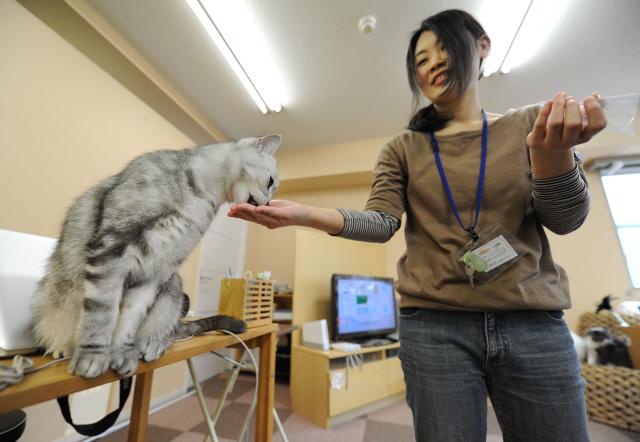 (FILES) A Japanese youth feeds a cat at a 'cat cafe' in Tokyo on February 23, 2012. Japan plans to probe popular animal cafes, where visitors can interact with anything from cats to capybaras, following concerns about hygiene and the creatures' welfare, authorities said on August 27, 2026. (Photo by TORU YAMANAKA / AFP)