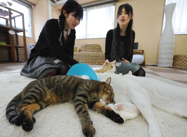 (FILES) Japanese youths look at cats at a 'cat cafe' in Tokyo on February 23, 2012. Japan plans to probe popular animal cafes, where visitors can interact with anything from cats to capybaras, following concerns about hygiene and the creatures' welfare, authorities said on August 27, 2026. (Photo by TORU YAMANAKA / AFP)