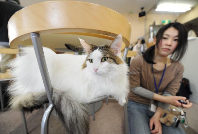 (FILES) A Japanese youth looks a cat at a 'cat cafe' in Tokyo on February 23, 2012. Japan plans to probe popular animal cafes, where visitors can interact with anything from cats to capybaras, following concerns about hygiene and the creatures' welfare, authorities said on August 27, 2026. (Photo by TORU YAMANAKA / AFP)