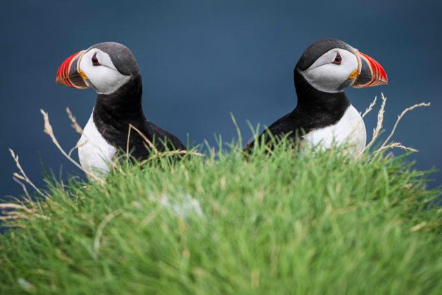 Atlantic puffins gather among the grassy nesting burrows on the coastal cliffs of Heimaey, part of Iceland’s Westman Islands (Vestmannaeyjar), on August 26, 2026. The archipelago is home to one of the world’s largest Atlantic puffin colonies during the summer breeding season. (Photo by Jonathan NACKSTRAND / AFP)