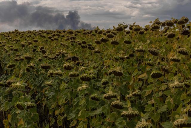 This photograph shows a sunflower field with smoke rising in the background from a warehouse following a Russian air attack near Boryspil, Kyiv region on August 27, 2026, amid the Russian invasion of Ukraine. Russia attacked Kyiv with drones on August 27, 2026, the latest in a series of increasingly frequent daytime assaults on the capital, after strikes across the country wounded around a dozen people, authorities said. (Photo by Roman PILIPEY / AFP)