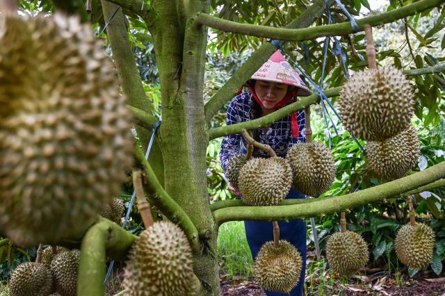 This photograph taken on August 15, 2026 shows Ngo Thi Minh Trinh inspecting durians at a farm in Ea Knuec commune, Vietnam's Dak Lak province. Vietnam's Central Highlands produces around one sixth of the world's coffee, but farmers are switching their traditional crop for durian to cash in on surging Chinese demand for the pungent "king of fruits". (Photo by Nhac NGUYEN / AFP) / To go with AFP story Vietnam-China-agriculture-durian-trade, REPORTAGE by Tran Thi Minh Ha, and Luna LIN in Beijing