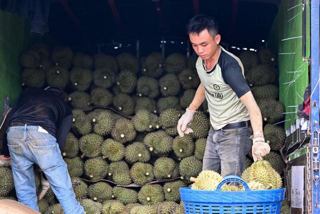 This photograph taken on August 15, 2026 shows men loading durians onto a truck in Ea Knuec commune, Vietnam's Dak Lak province. Vietnam's Central Highlands produces around one sixth of the world's coffee, but farmers are switching their traditional crop for durian to cash in on surging Chinese demand for the pungent "king of fruits". (Photo by Nhac NGUYEN / AFP) / To go with AFP story Vietnam-China-agriculture-durian-trade, REPORTAGE by Tran Thi Minh Ha, and Luna LIN in Beijing
