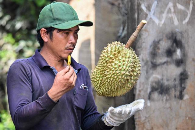 This photograph taken on August 15, 2026 shows a man checking a durian at a collection point in Ea Knuec commune, Vietnam's Dak Lak province. Vietnam's Central Highlands produces around one sixth of the world's coffee, but farmers are switching their traditional crop for durian to cash in on surging Chinese demand for the pungent "king of fruits". (Photo by Nhac NGUYEN / AFP) / To go with AFP story Vietnam-China-agriculture-durian-trade, REPORTAGE by Tran Thi Minh Ha, and Luna LIN in Beijing