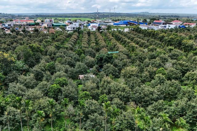 This aerial photograph taken on August 15, 2026 shows durian farms in Ea Knuec commune, Vietnam's Dak Lak province. Vietnam's Central Highlands produces around one sixth of the world's coffee, but farmers are switching their traditional crop for durian to cash in on surging Chinese demand for the pungent "king of fruits". (Photo by Nhac NGUYEN / AFP) / To go with AFP story Vietnam-China-agriculture-durian-trade, REPORTAGE by Tran Thi Minh Ha, and Luna LIN in Beijing