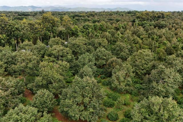 This aerial photograph taken on August 15, 2026 shows durian farms in Ea Knuec commune, Vietnam's Dak Lak province. Vietnam's Central Highlands produces around one sixth of the world's coffee, but farmers are switching their traditional crop for durian to cash in on surging Chinese demand for the pungent "king of fruits". (Photo by Nhac NGUYEN / AFP) / To go with AFP story Vietnam-China-agriculture-durian-trade, REPORTAGE by Tran Thi Minh Ha, and Luna LIN in Beijing