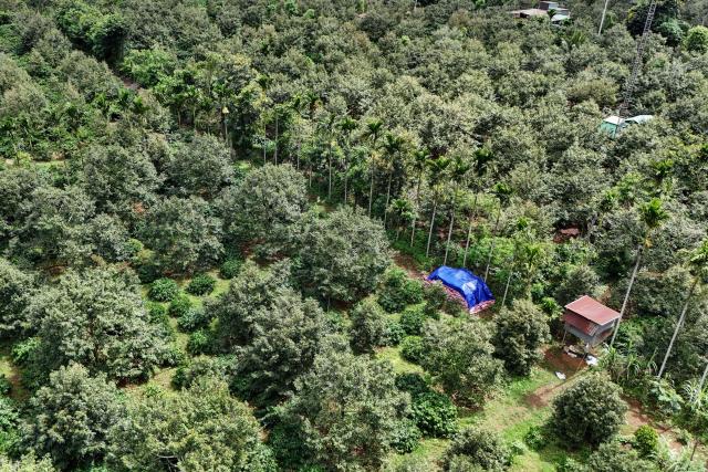 This aerial photograph taken on August 15, 2026 shows durian farms in Ea Knuec commune, Vietnam's Dak Lak province. Vietnam's Central Highlands produces around one sixth of the world's coffee, but farmers are switching their traditional crop for durian to cash in on surging Chinese demand for the pungent "king of fruits". (Photo by Nhac NGUYEN / AFP) / To go with AFP story Vietnam-China-agriculture-durian-trade, REPORTAGE by Tran Thi Minh Ha, and Luna LIN in Beijing