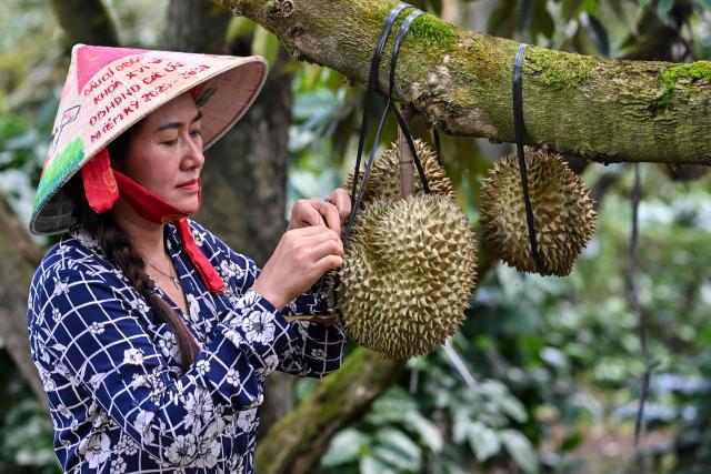 This photograph taken on August 15, 2026 shows Ngo Thi Minh Trinh inspecting durians at a farm in Ea Knuec commune, Vietnam's Dak Lak province. Vietnam's Central Highlands produces around one sixth of the world's coffee, but farmers are switching their traditional crop for durian to cash in on surging Chinese demand for the pungent "king of fruits". (Photo by Nhac NGUYEN / AFP) / To go with AFP story Vietnam-China-agriculture-durian-trade, REPORTAGE by Tran Thi Minh Ha, and Luna LIN in Beijing