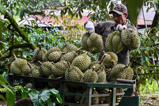 This photograph taken on August 15, 2026 shows a man loading durians onto a cart in Ea Knuec commune, Vietnam's Dak Lak province. Vietnam's Central Highlands produces around one sixth of the world's coffee, but farmers are switching their traditional crop for durian to cash in on surging Chinese demand for the pungent "king of fruits". (Photo by Nhac NGUYEN / AFP) / To go with AFP story Vietnam-China-agriculture-durian-trade, REPORTAGE by Tran Thi Minh Ha, and Luna LIN in Beijing