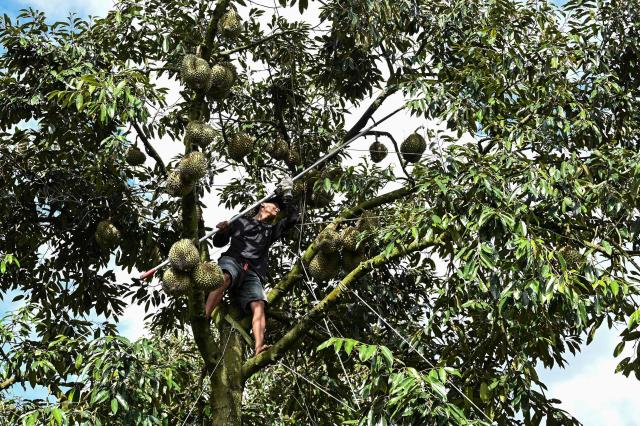 This photograph taken on August 15, 2026 shows a man harvesting durians at a farm in Ea Knuec commune, Vietnam's Dak Lak province. Vietnam's Central Highlands produces around one sixth of the world's coffee, but farmers are switching their traditional crop for durian to cash in on surging Chinese demand for the pungent "king of fruits". (Photo by Nhac NGUYEN / AFP) / To go with AFP story Vietnam-China-agriculture-durian-trade, REPORTAGE by Tran Thi Minh Ha, and Luna LIN in Beijing