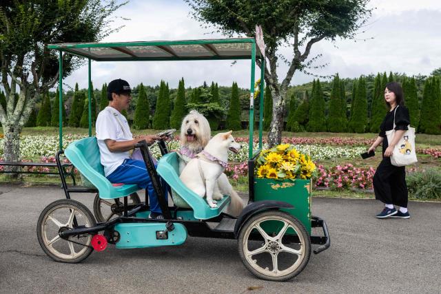 A man bikes with his dogs in Yamanakako Hana no Miyako park near Mt. Fuji in Yamanakako, Yamanashi Prefecture on August 30, 2026. (Photo by Andrew CABALLERO-REYNOLDS / AFP)