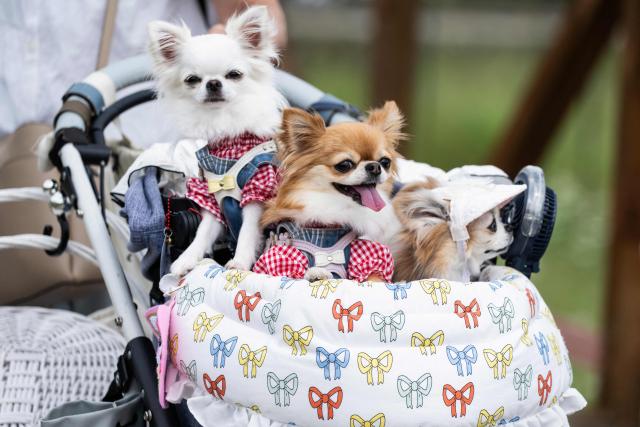 Dressed up dogs ride in a stroller in Yamanakako Hana no Miyako park near Mt. Fuji in Yamanakako, Yamanashi Prefecture on August 30, 2026. (Photo by Andrew CABALLERO-REYNOLDS / AFP)