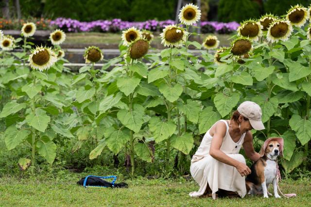 A woman pets her dog wearing a hat near a field of sunflowers in Yamanakako Hana no Miyako park near Mt. Fuji in Yamanakako, Yamanashi Prefecture on August 30, 2026. (Photo by Andrew CABALLERO-REYNOLDS / AFP)