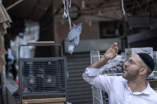 An ultra-Orthodox Jewish man plays with a parrot at the Mea Shearim neighbourhood in Jerusalem on August 30, 2026. (Photo by ilia YEFIMOVICH / AFP)