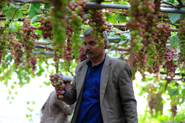 A Yemeni farmer collects grapes during the harvest season at a vineyard in the Bani Hashish district located on the eastern outskirts of Sanaa on August 30, 2026. (Photo by Mohammed HUWAIS / AFP)