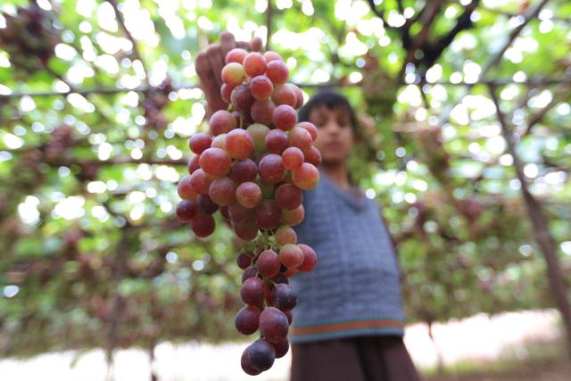 A Yemeni farmer collects grapes during the harvest season at a vineyard in the Bani Hashish district located on the eastern outskirts of Sanaa on August 30, 2026. (Photo by Mohammed HUWAIS / AFP)